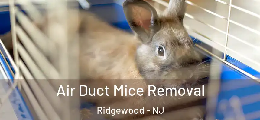  Air Duct Mice Removal Ridgewood - NJ
